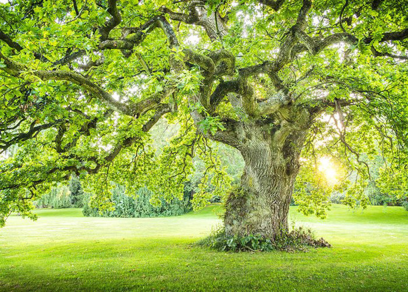 El verdadero significado del árbol de la vida